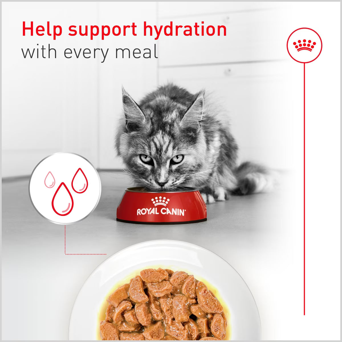 Royal Canin® Feline Health Nutrition™ Aging 11+ Thin Slices In Gravy Canned Cat Food, 3-oz Case of 24