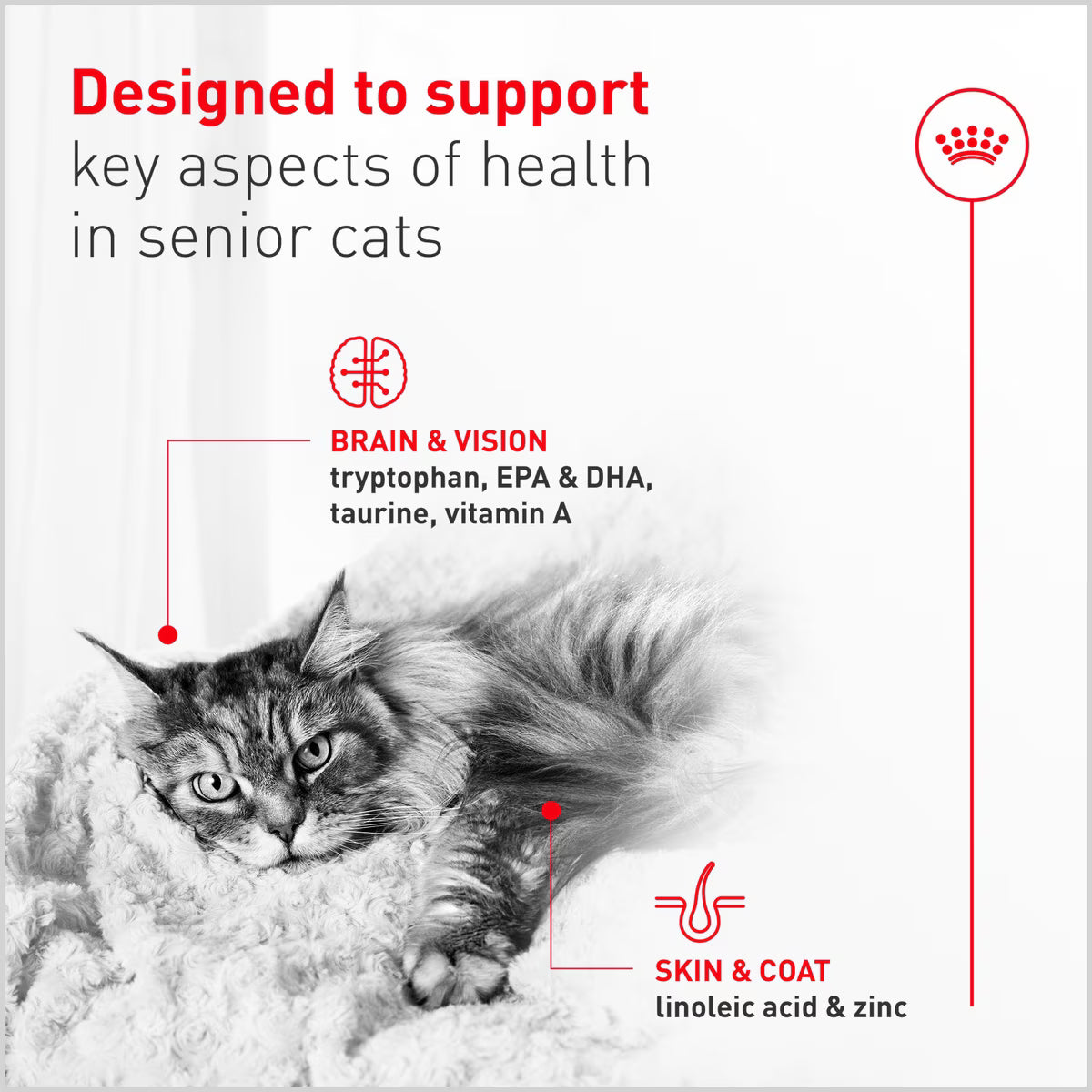 Royal Canin® Feline Health Nutrition™ Aging 11+ Thin Slices In Gravy Canned Cat Food, 3-oz Case of 24
