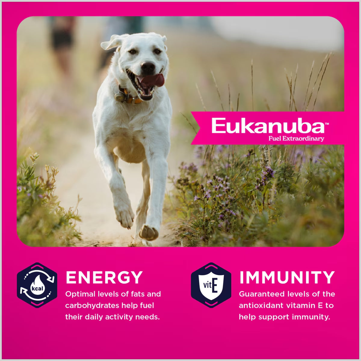 Eukanuba Adult Large Breed, Dry Dog Food, 35-lb Bag