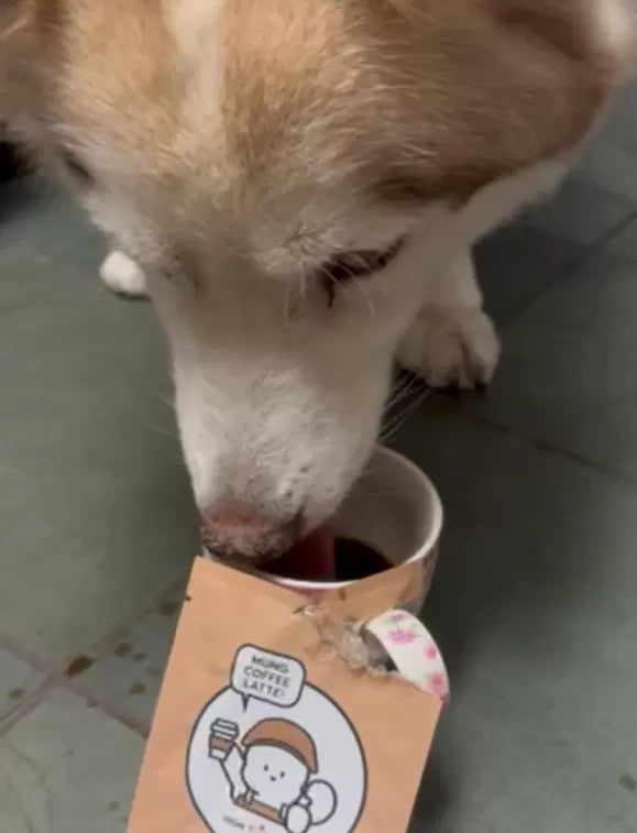 High Four Mung Latte for Dogs – Choco, Treat for Dogs