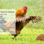 LuckyQWorms Dried Mealworms