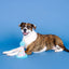 PetShop Yappy Barkday Rubber/Plush, Dog Toy