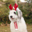 Zippy Paws Holiday Antlers, Dog Accessory