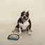 PetShop Cake, Durable Dog Toy