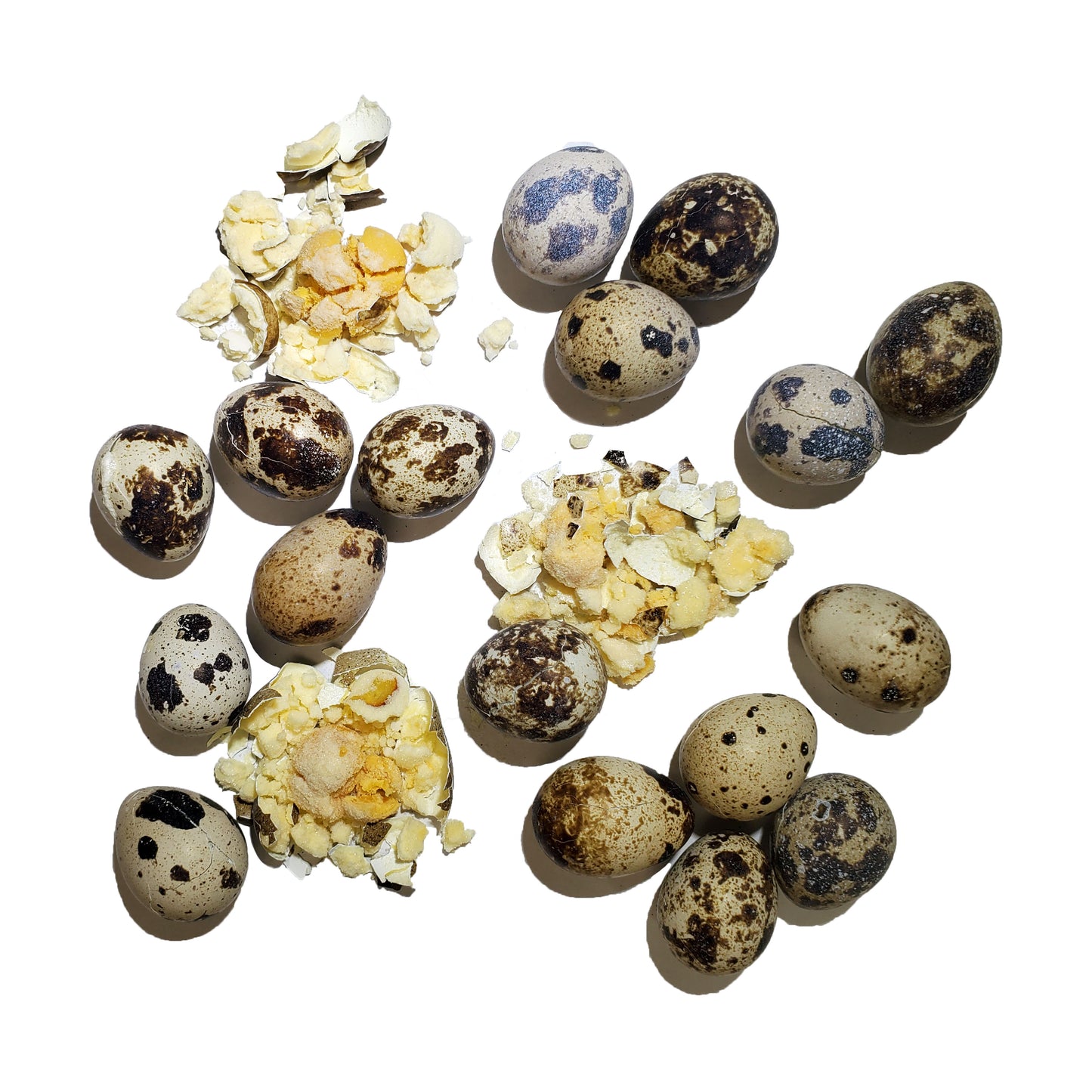 Savage Cat Freeze-Dried Quail Eggs 2.75-oz, Dog & Cat Treat