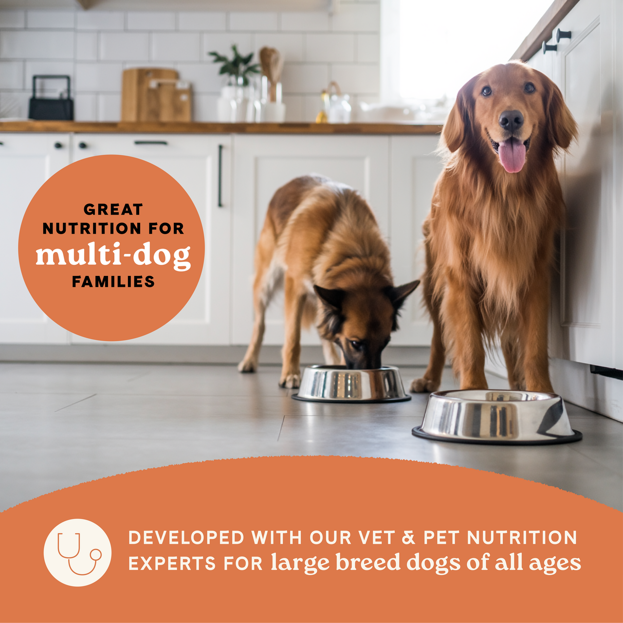 Canidae All Life Stages Large Breed Multi-Protein Recipe, Dry Dog Food, 40-lb Bag