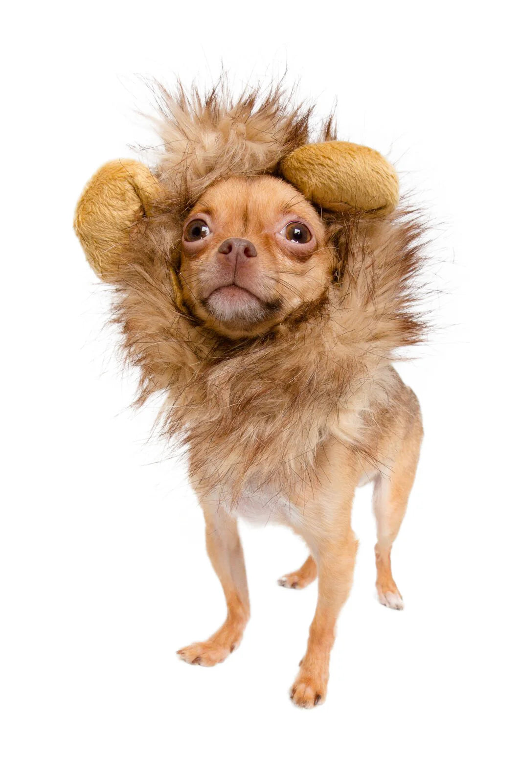 Pet Krewe Lion Mane, Dog & Cat Costume