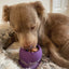 FreezBone Freezeball Dog Toy, Purple