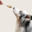 Open Farm Goodbowl Harvest Beef Recipe, Frozen Gently Cooked Dog Food
