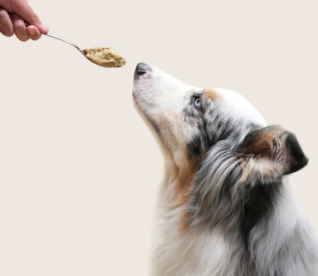 Open Farm Goodbowl Harvest Beef Recipe, Frozen Gently Cooked Dog Food