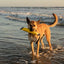 Katie's Bumpers Super Sqwuggie Best Tug Toy For Dogs