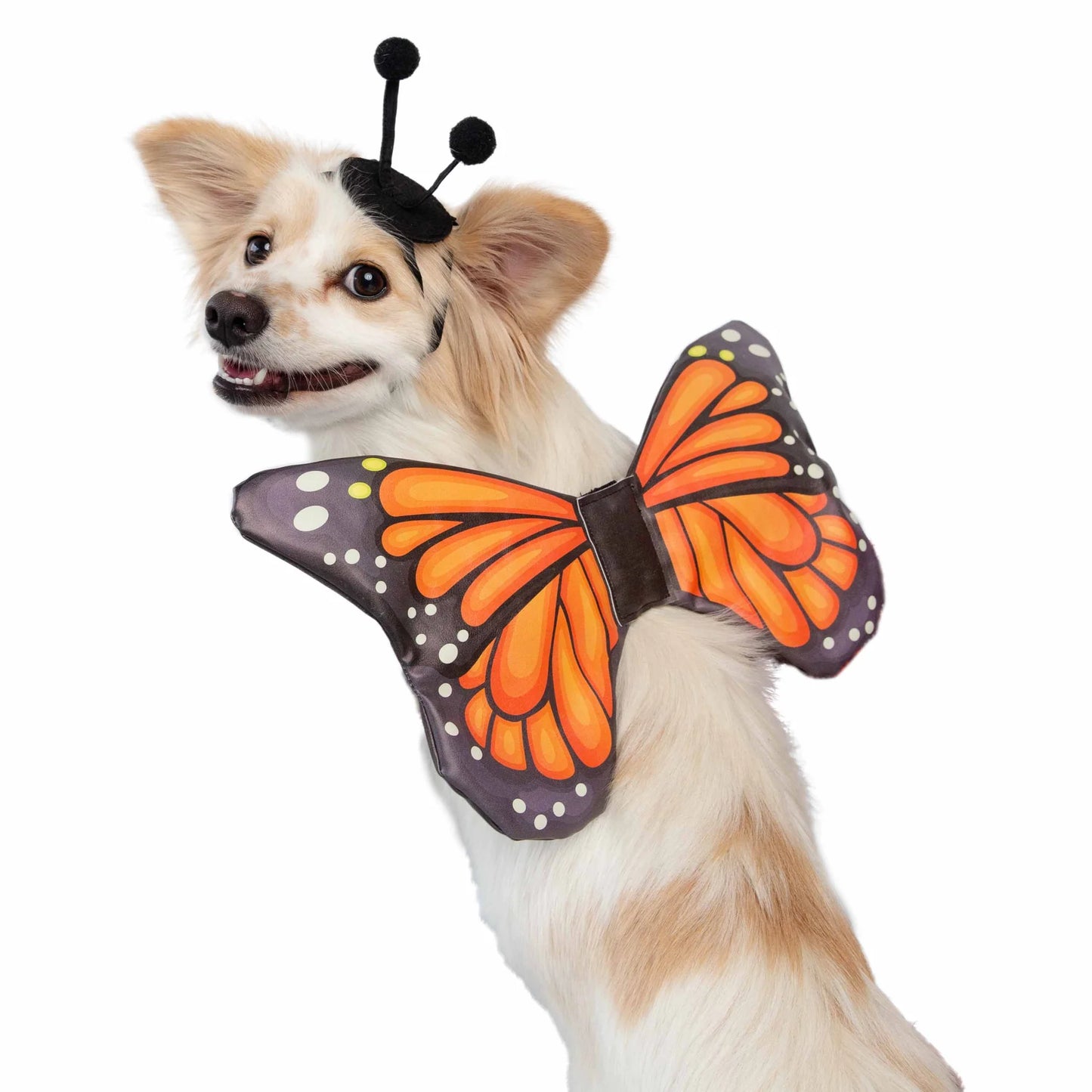 Pet Krewe Monarch Butterfly, Dog Costume