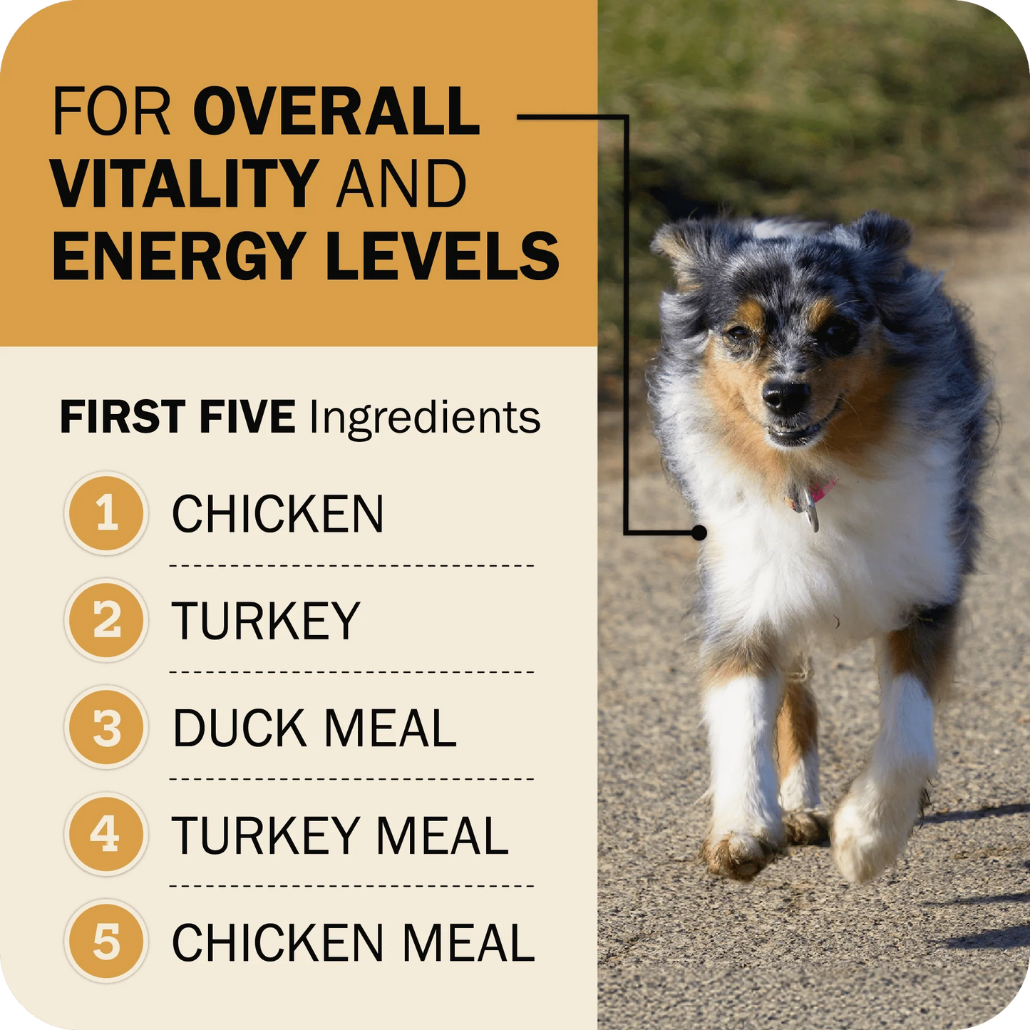 Premium whole grain dry dog food Redbarn Fusion Sky Mix for adult dogs