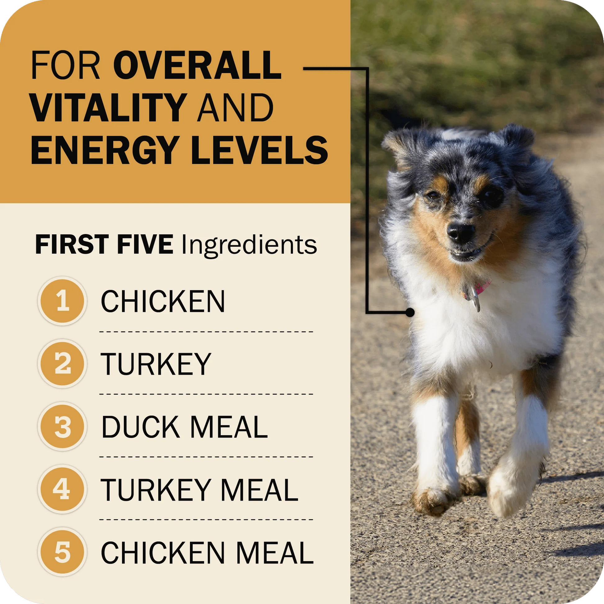 Premium whole grain dry dog food Redbarn Fusion Sky Mix for adult dogs