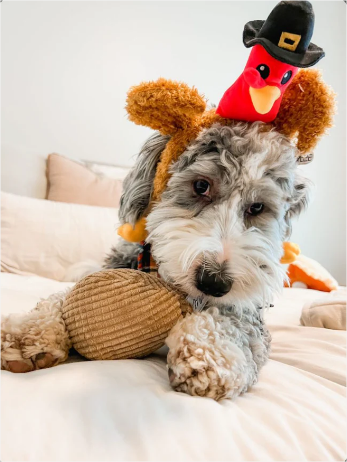 Pilgrim costume for dog online