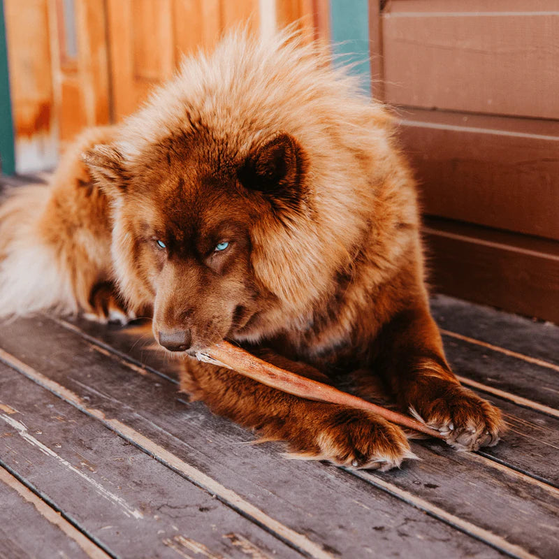 Natural Farm 12in Odor Free Bully Stick, Dog Chews, 10-Count