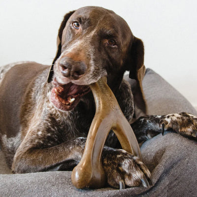 Benebone Giant Bacon Wishbone, Dog Toy