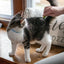 Safari Shedding Blade For Cats