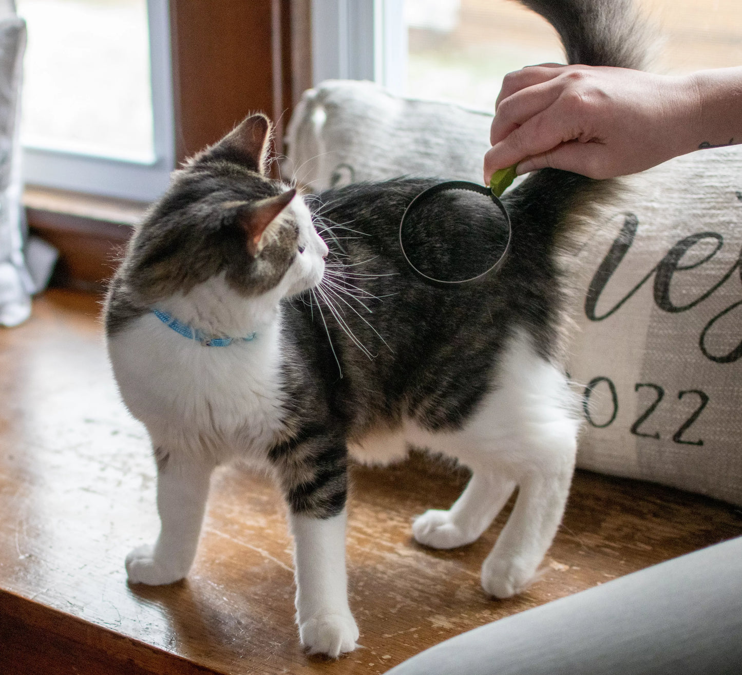 Safari Shedding Blade For Cats