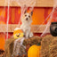 Bark Candy Carnivore, Dog Toy