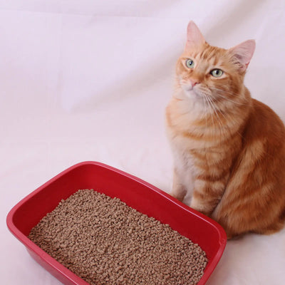 Next Gen Pet Products Green Tea Fresh 5-lb, Cat Litter