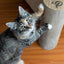 Petique Kitty Corner Post, Cat Scratcher