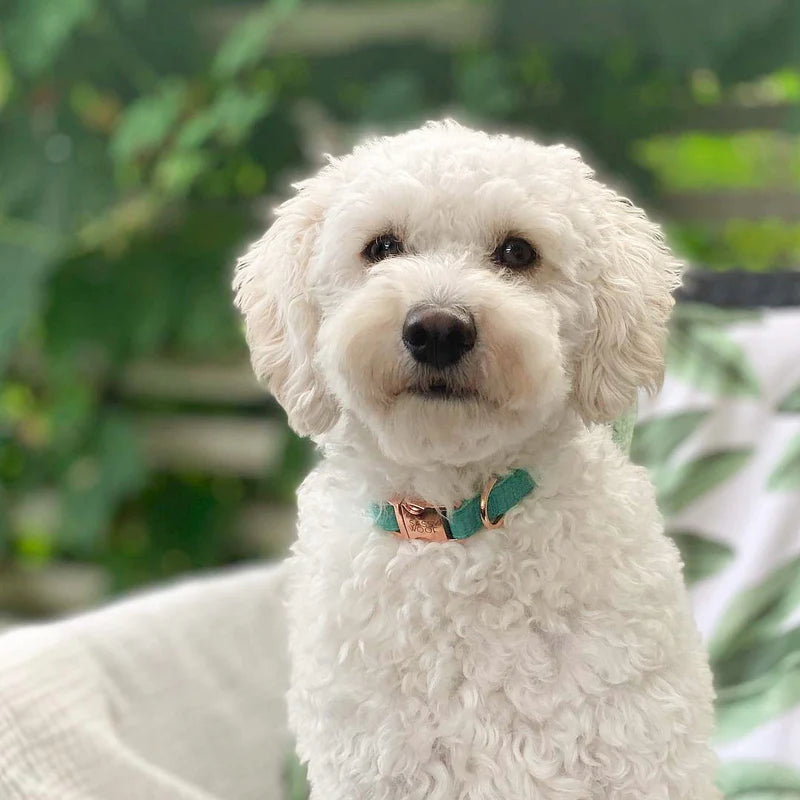 Sassy Woof Wag Your Teal Dog Collar