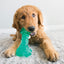 Kong Squeezz Dental Stick, Dog Toy, Medium
