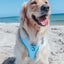 Sassy Woof Blumond Dog Harness