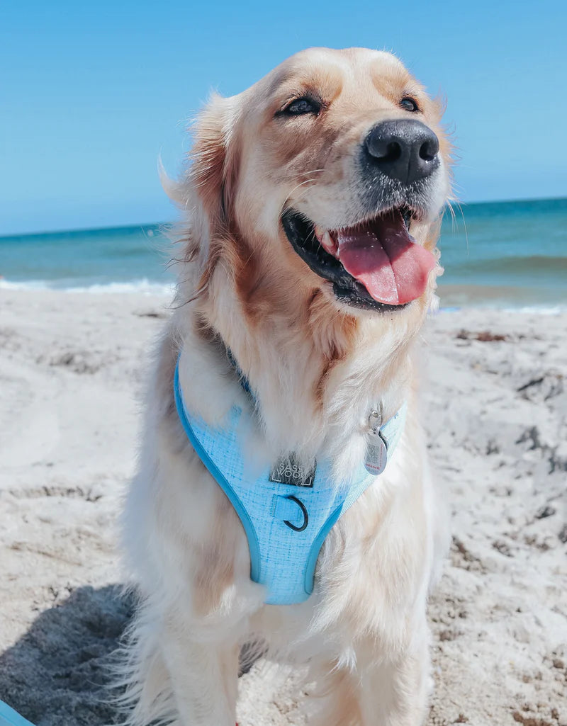 Sassy Woof Blumond Dog Harness