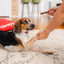 Stella & Chewys Small Dental Delights Oral Health Dog Treats