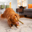 Stella & Chewys Large Dental Delights Oral Health Dog Treats