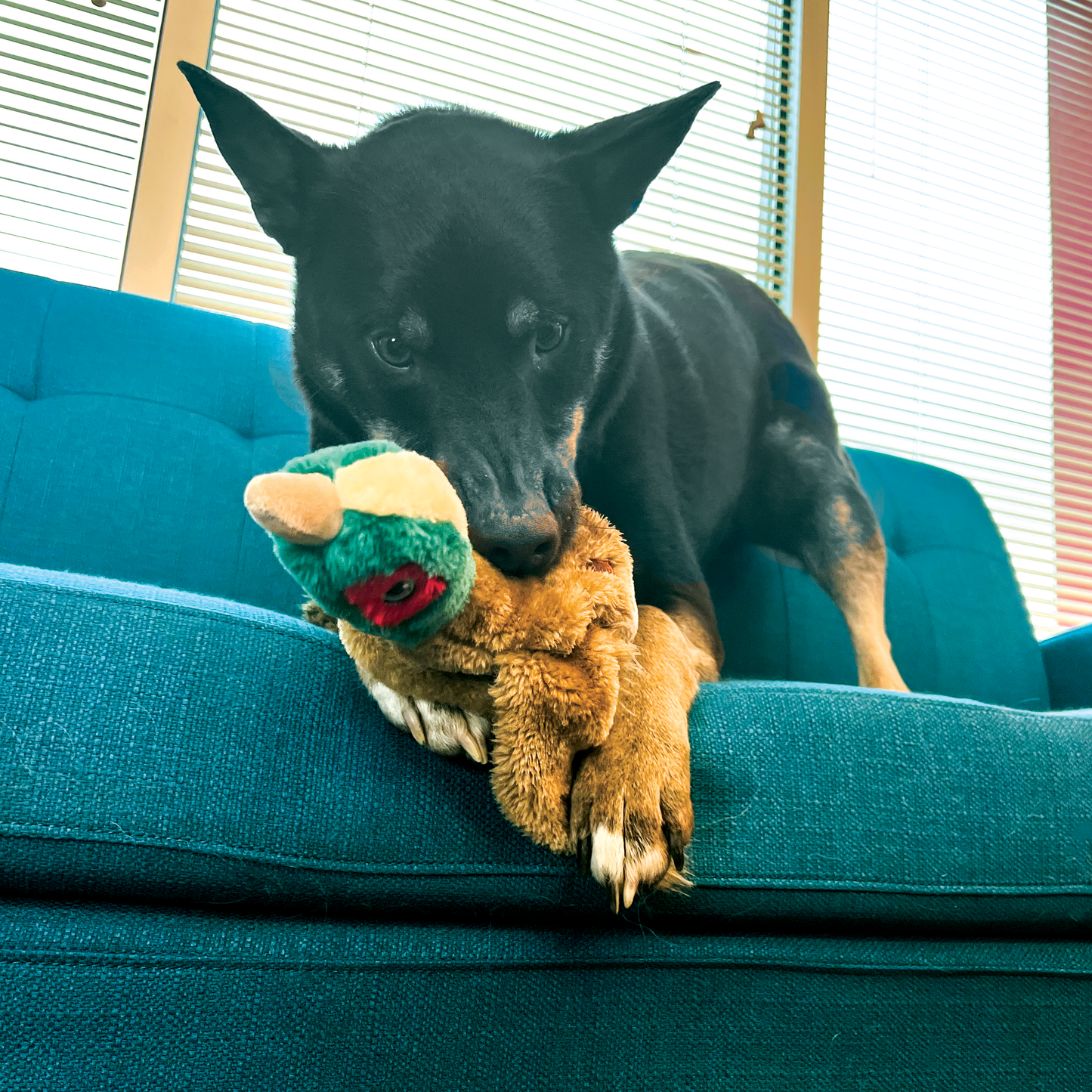 Kong Medium Wild Low Stuff Pheasant, Dog Toy