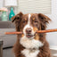 Barking Buddha Thick Bully Stick 12-inch, Dog Chew
