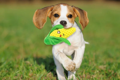 Petsport Tiny Tots Foodies Corn, Dog Toy