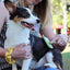 Safari Rubber Pins Massage, Dog Brush