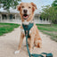 Sassy Woof Forest Dog Harness