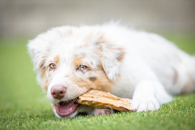 Barking Buddha Peanut Butter Beef Cheek™ Chips 1-lb, Dog Treat