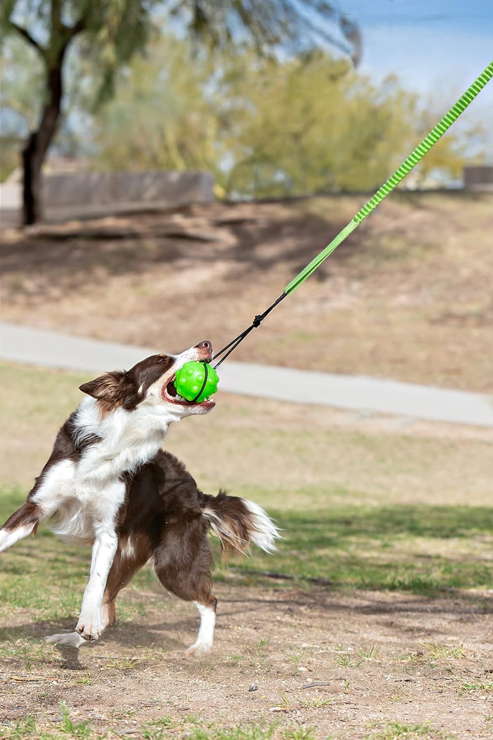 Shops jolly tug dog toy