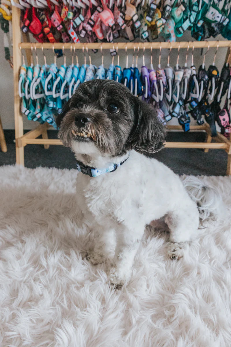 Sassy Woof Berry Sassy Dog Collar