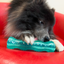 Kong Squeezz Dental Stick, Dog Toy, Medium
