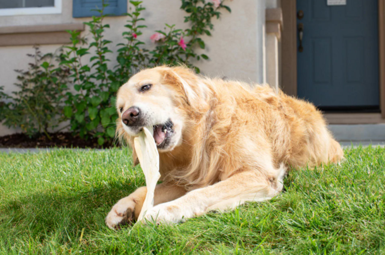 Barking Buddha Peanut Butter Cow Ear, Dog Chew