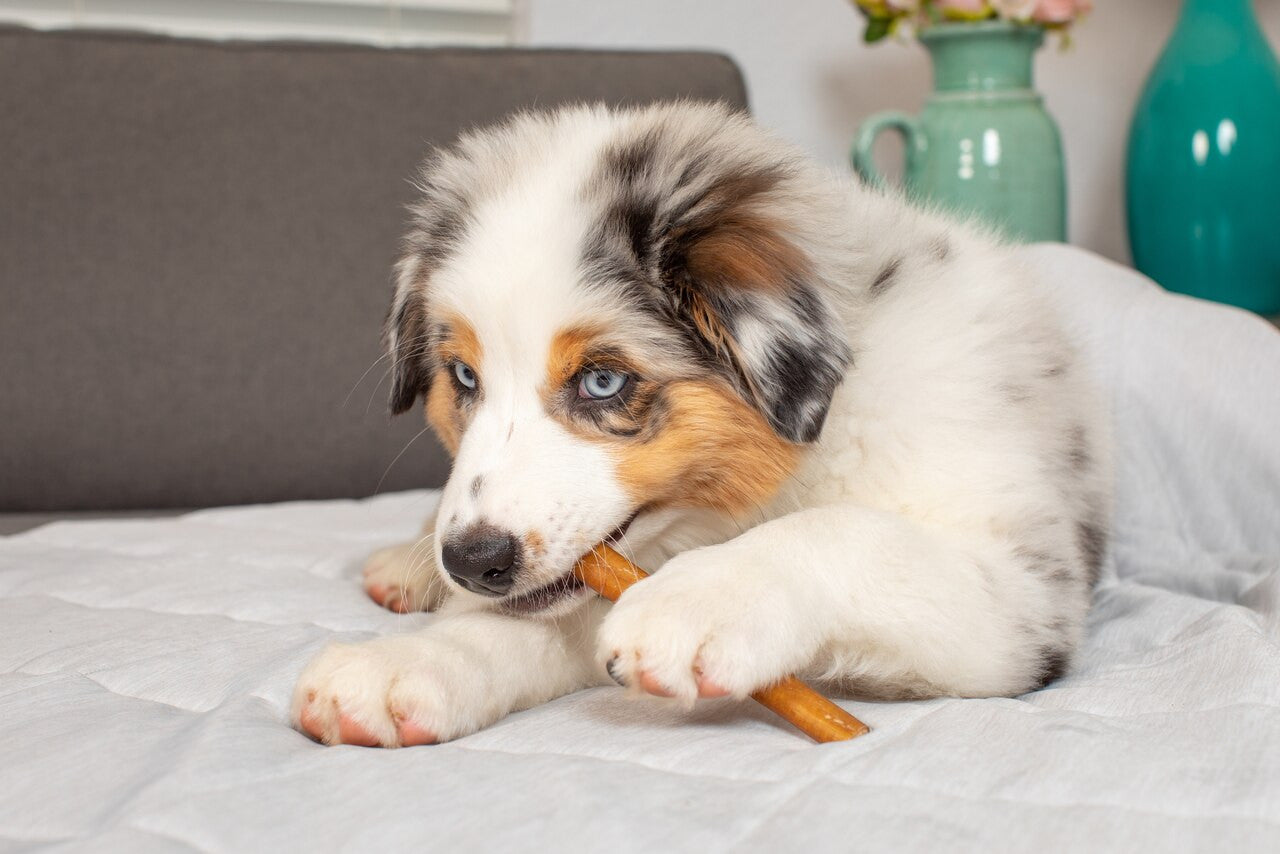 Barking Buddha Thick Bully Stick 6-inch, Dog Chew