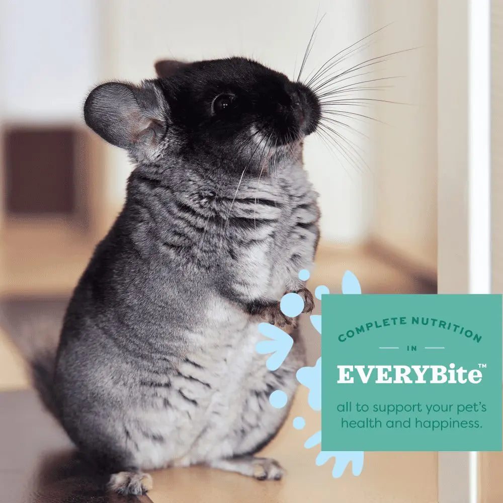 Chinchilla pet supplies hot sale