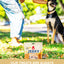 Plato Beef With Bone Broth Jerky Bites, Dog Treat, 6-oz Bag