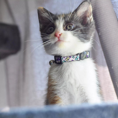 Coastal Pet Products Li'l Pals Adjustable Breakaway Kitten Collar