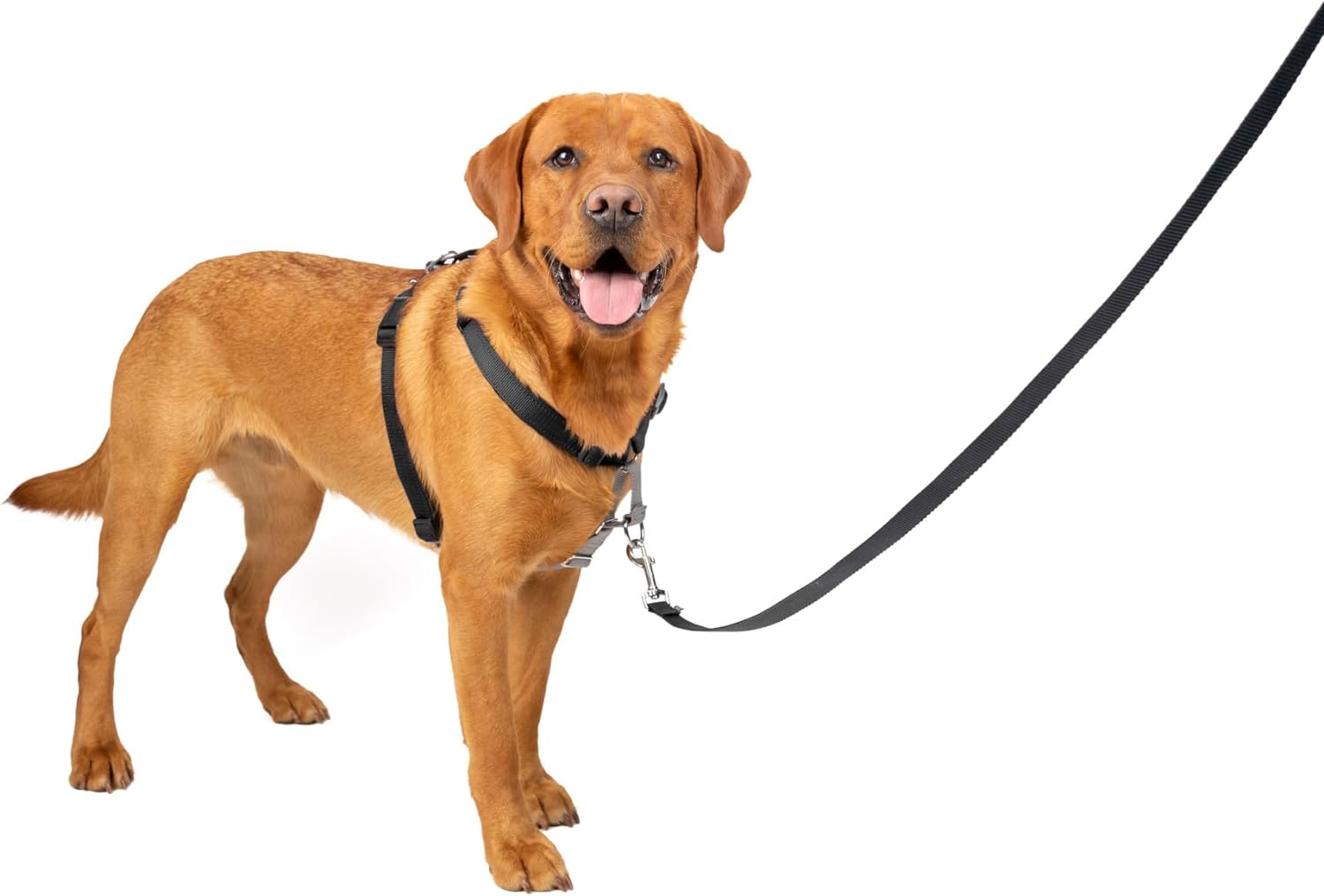 Petsafe three in one harness best sale