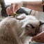 Safari Shedding Blade For Cats