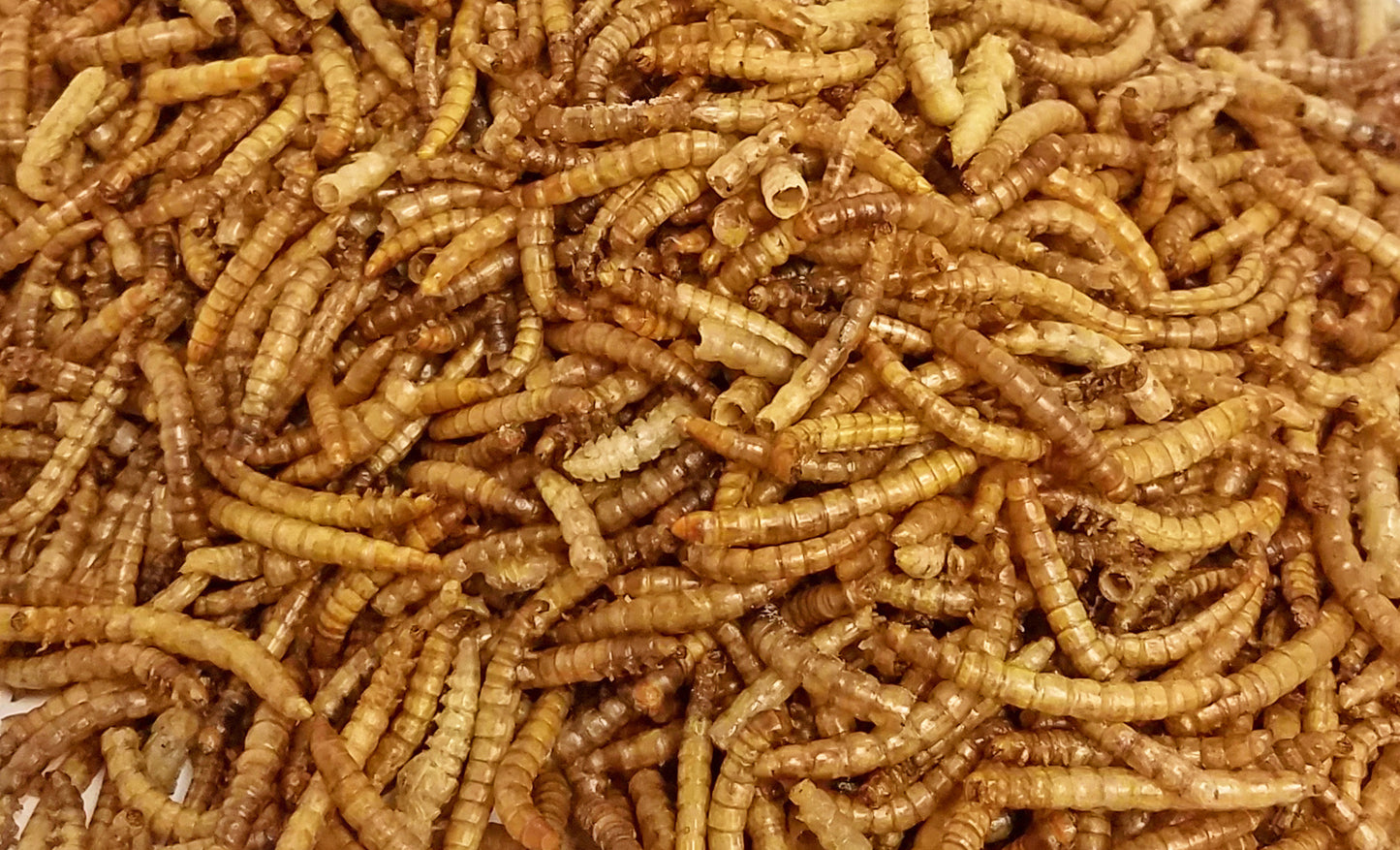 Bar-Ale Tillie's Treats Dried Mealworms 11-lb, Poultry Treat