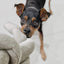 Lambwolf Collective NouNou, Dog Toy